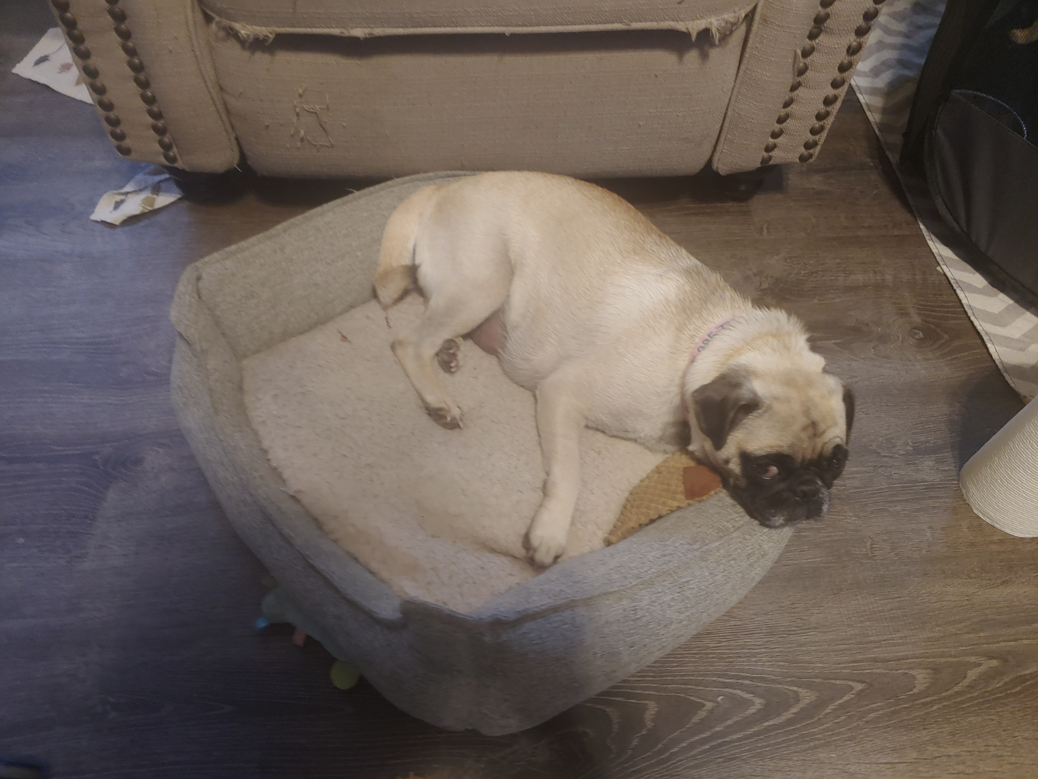 Pets Gallery Image 2