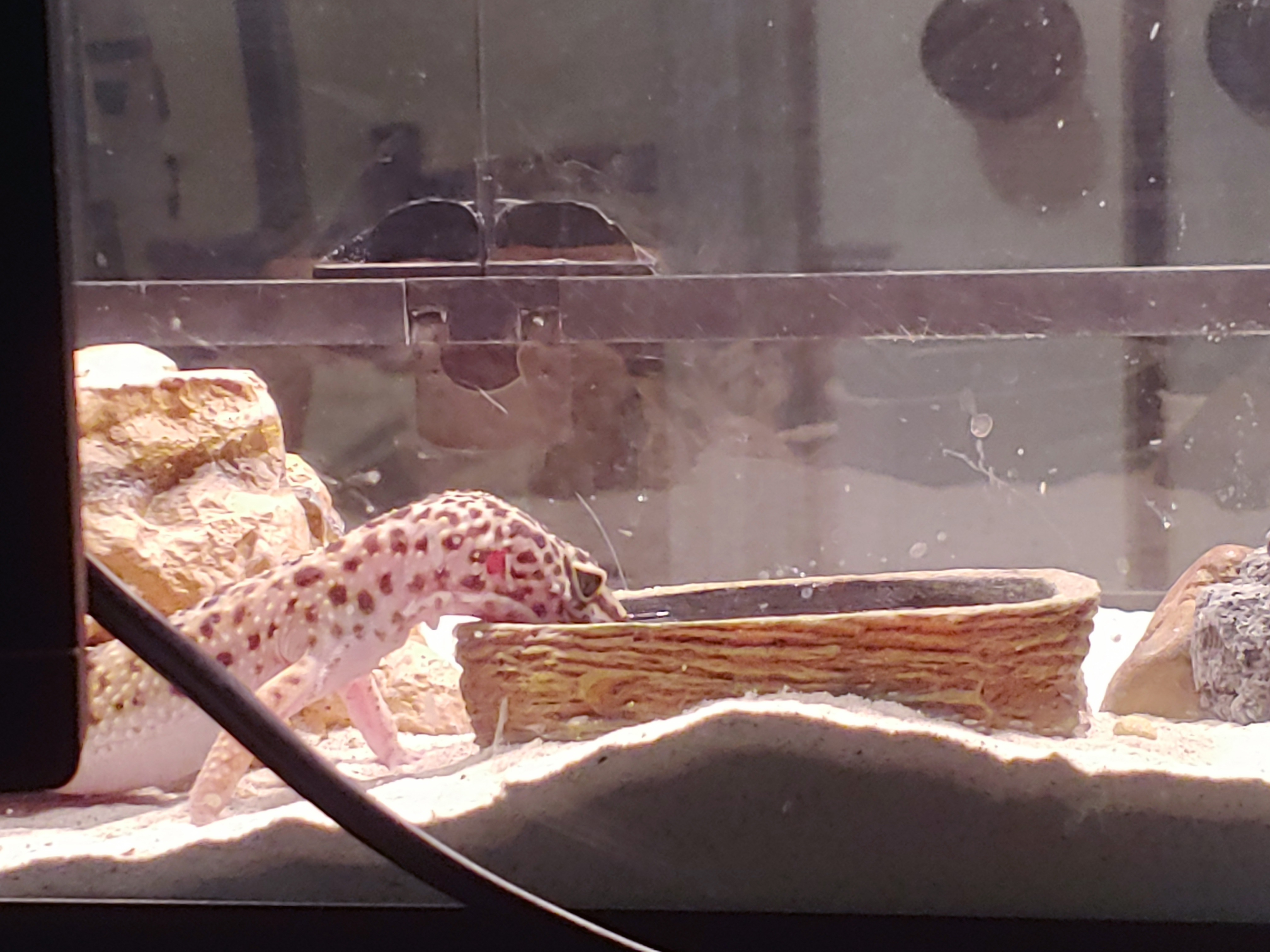 Pets Gallery Image 4