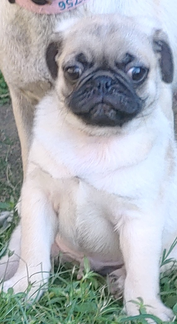 Pets Gallery Image 3